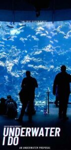 Underwater I do - Proposal in an underwater restaurant in Dubai